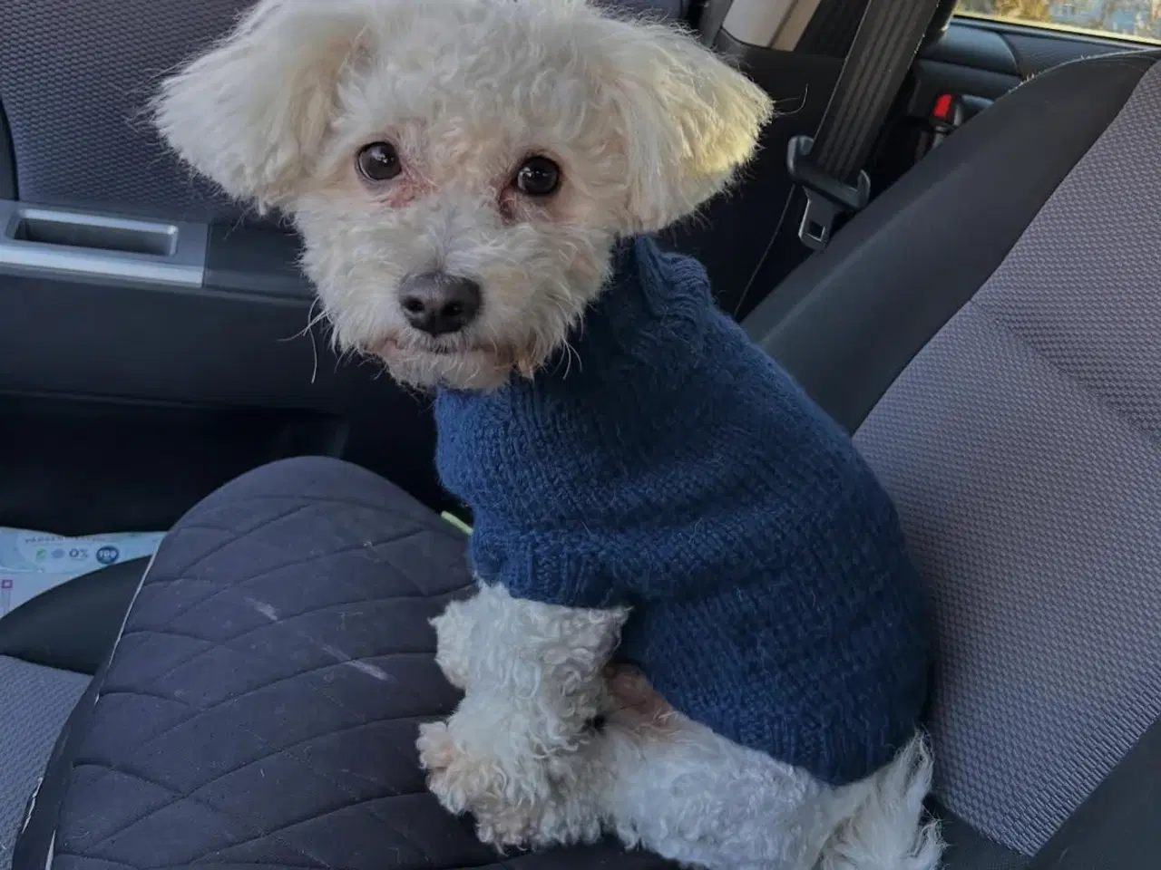 Billede 18 - Skønne chihuahua blandings hvalpe 