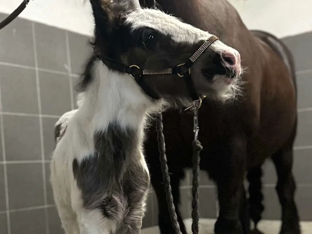 Billede 1 - Irish cob hoppeføl 