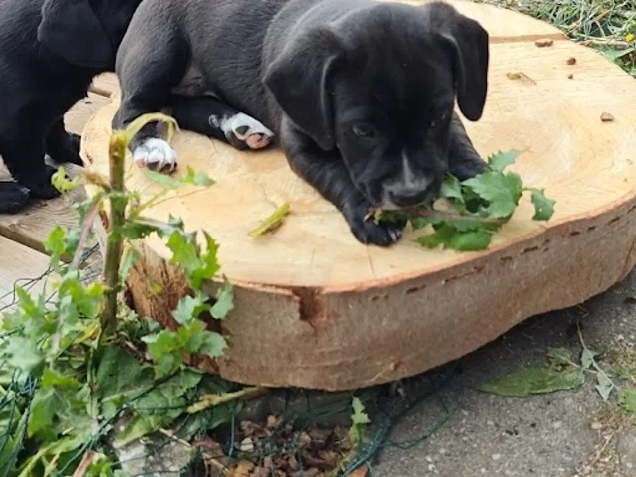 Billede 1 - gravhund blanding 9 uger