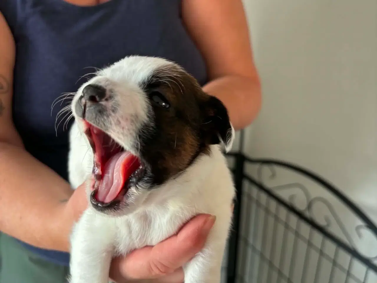 Billede 4 - Dansk svenskgårdhund/ shitzu hvalpe