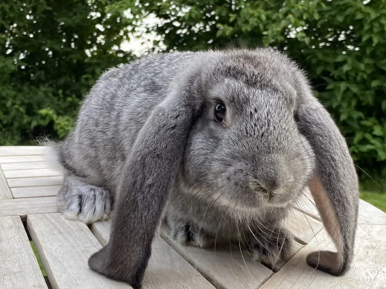 Billede 7 - FRANSK VÆDDER HAN CHINCHILLA