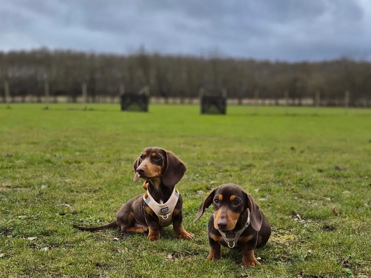 Billede 4 - chokoladefarvet gravhund