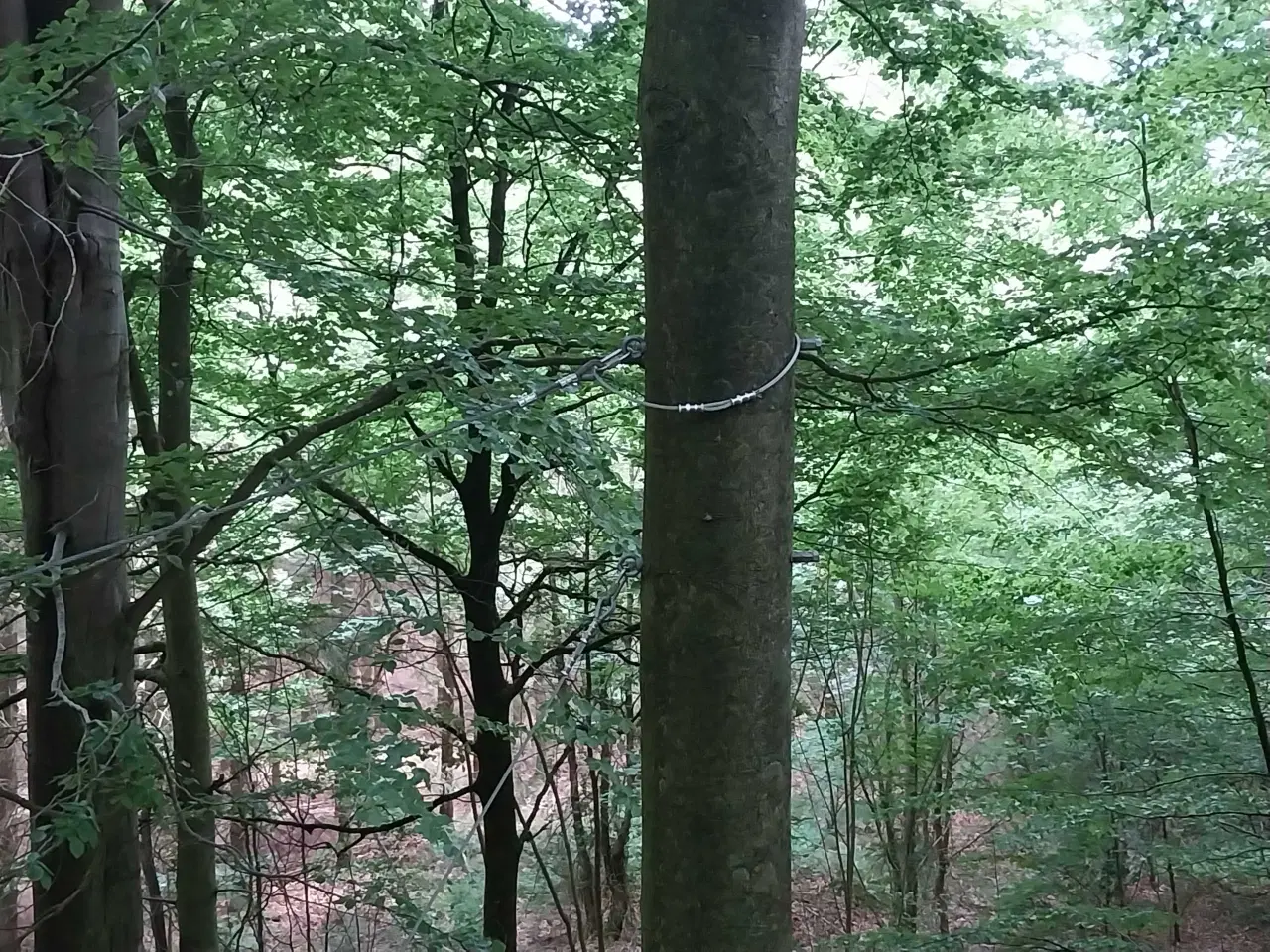 Billede 3 - Jakobstige 10m høj i robiniatræ.