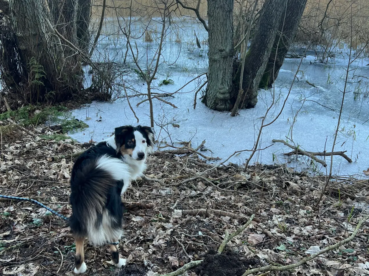 Billede 3 - australian shepherd 