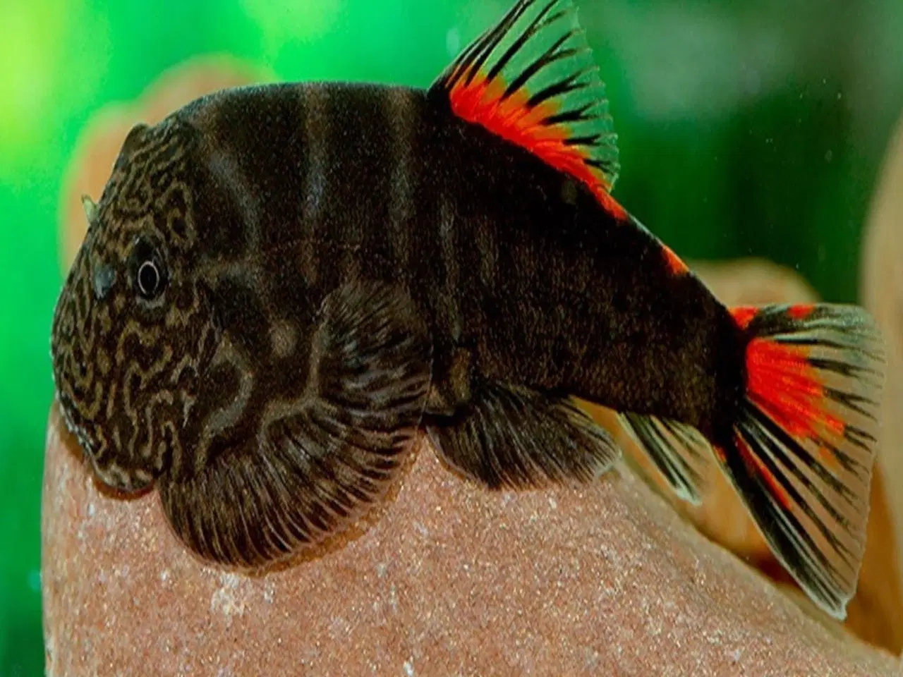 Billede 1 - Gastromyzon ocellatus red tail