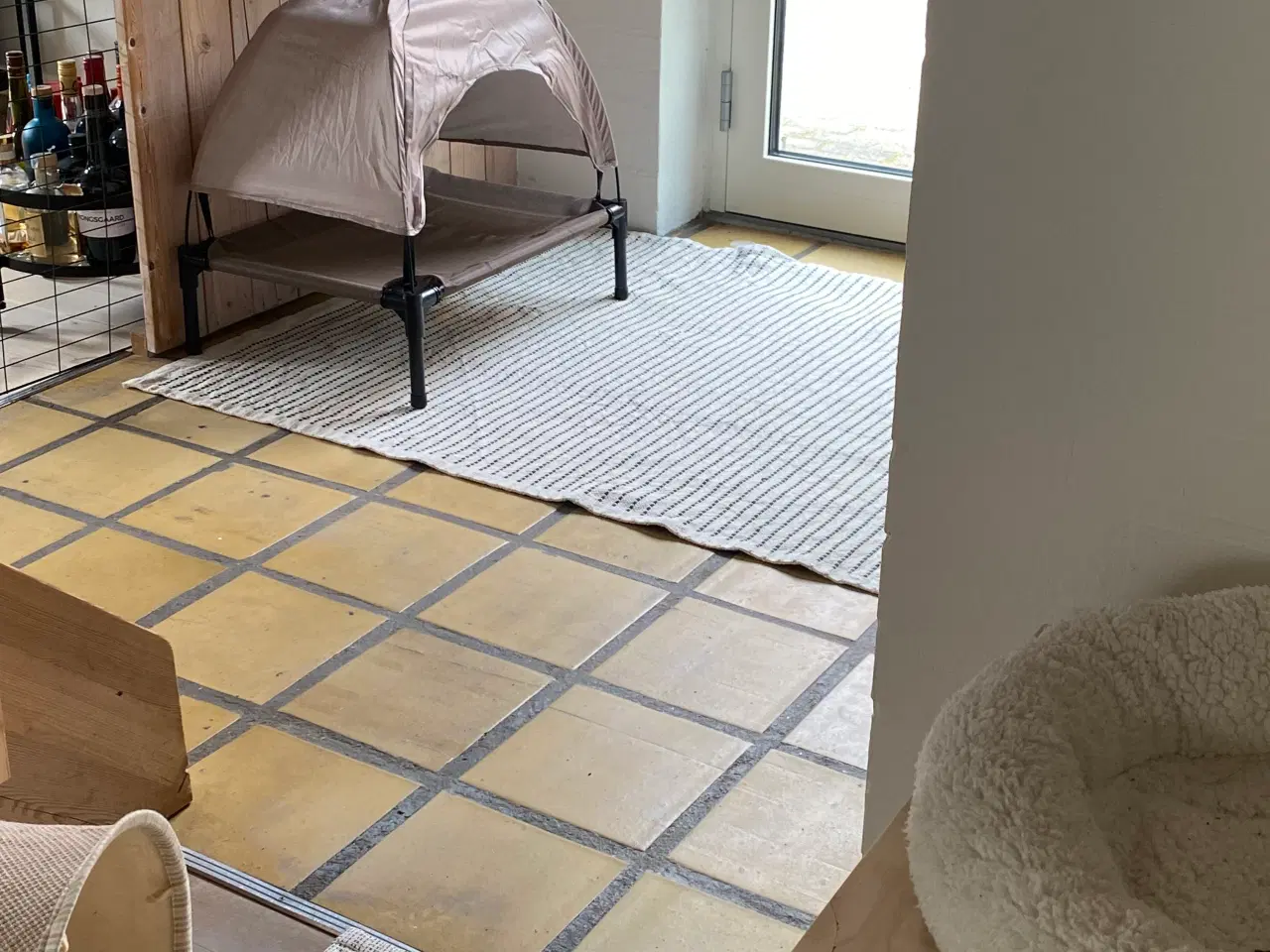 Billede 6 - Fransk vædder kastreret han 
