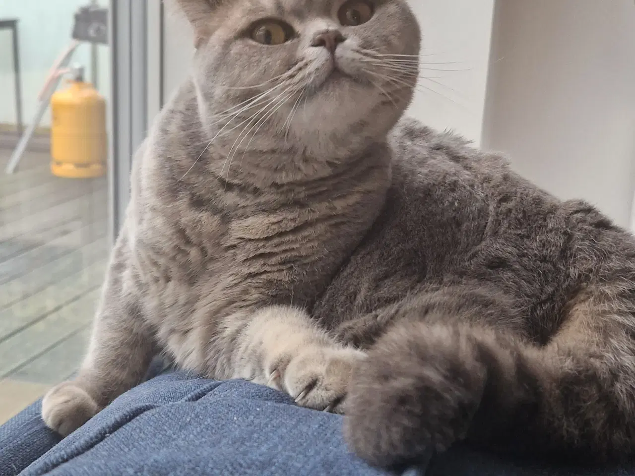 Billede 11 - British shorthair hunkat