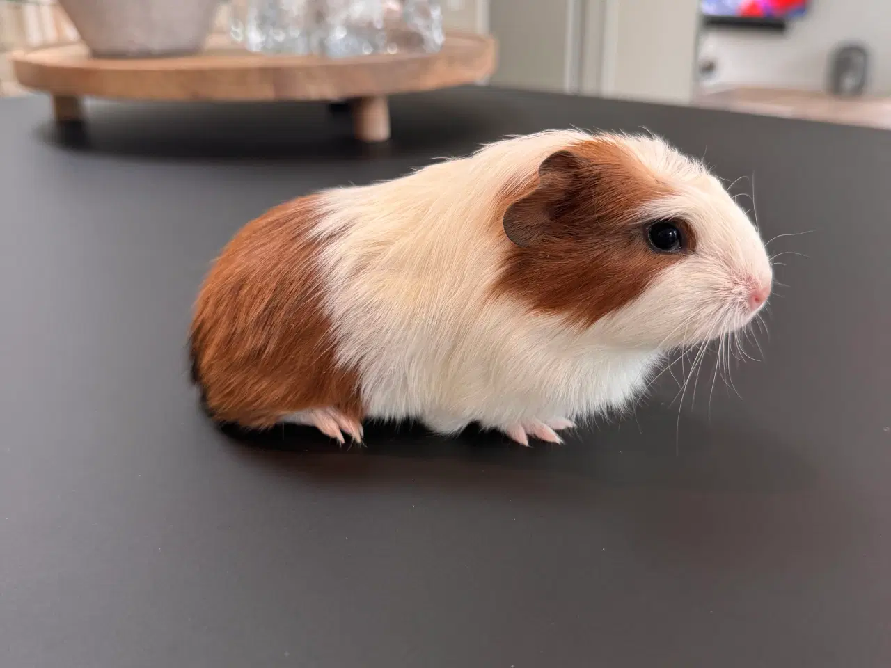 Billede 3 - Marsvin unger, 10 stk blandet