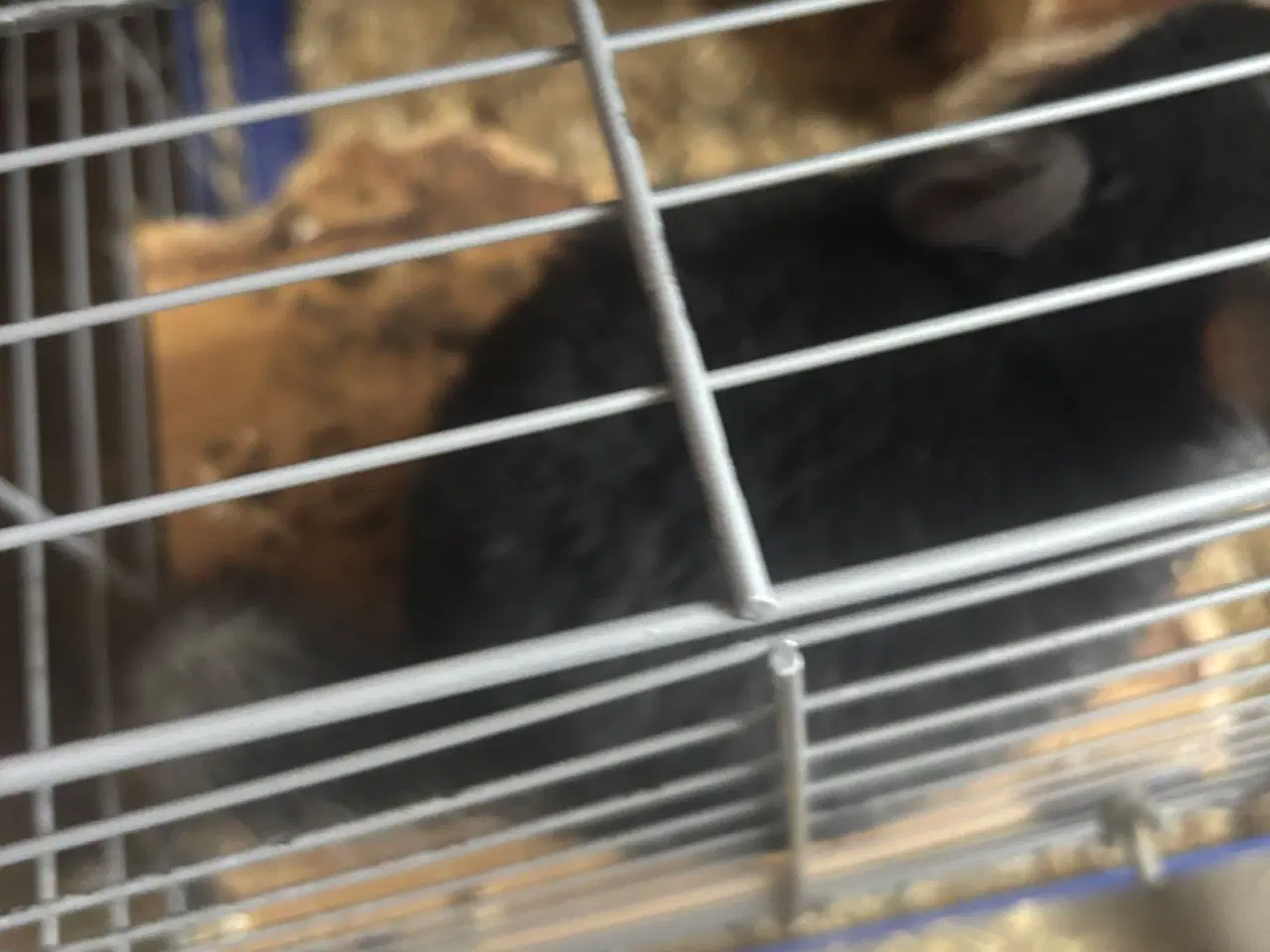 Billede 2 - To drenge chinchilla 