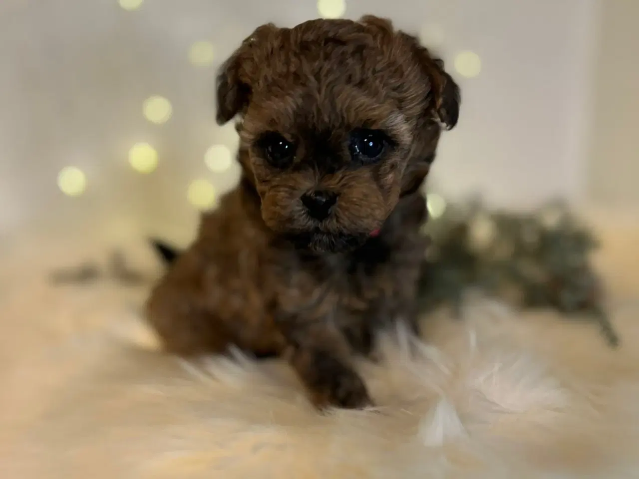 Billede 5 - Pomapoo f1b