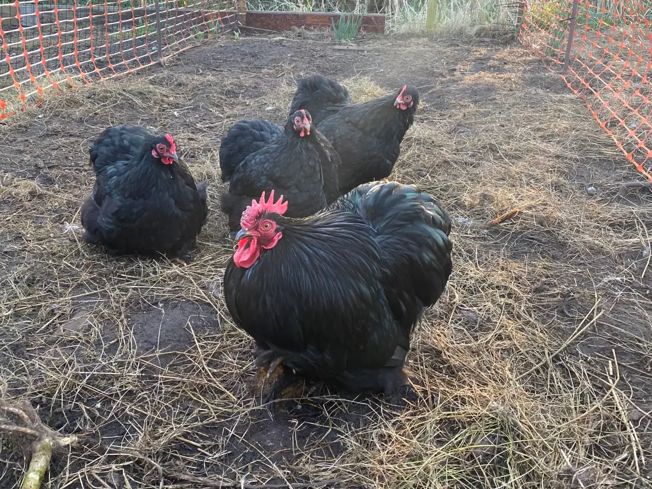 Billede 4 - Dværg kyllinger