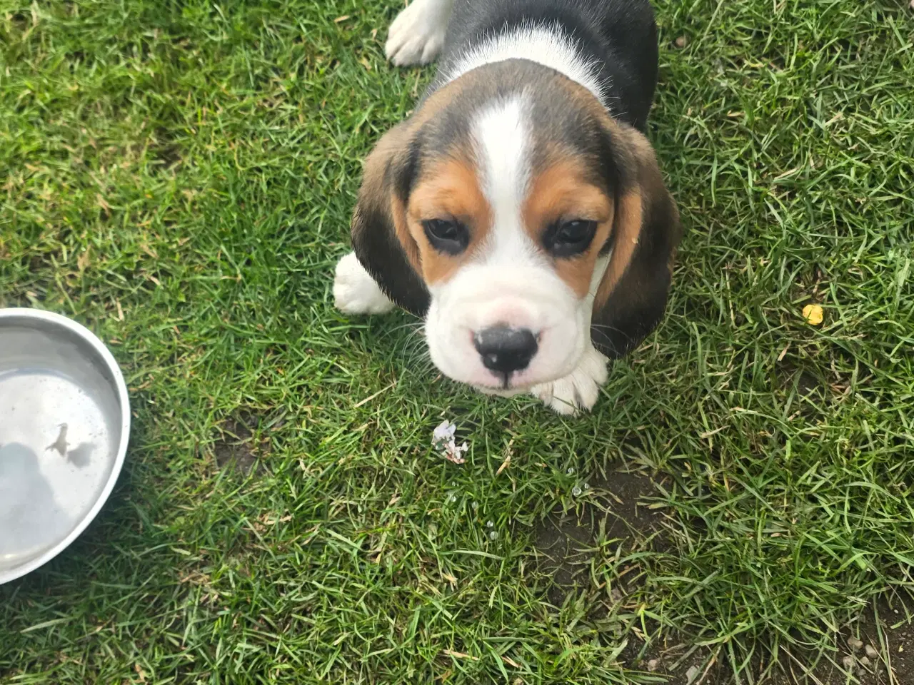 Billede 5 - Beagle tricolor