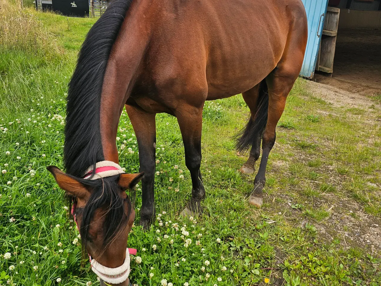 Billede 4 - Traver, hoppe, 5 år 