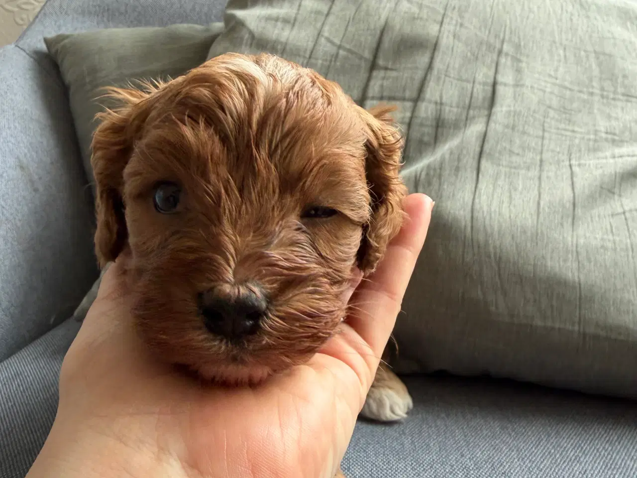 Billede 3 - Cavapoo hvalpe søger nyt hjem!