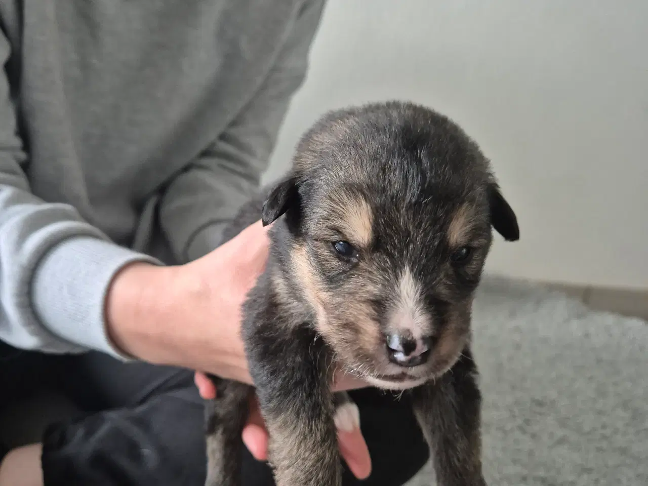 Billede 3 - Blanding hunde hvalpe 