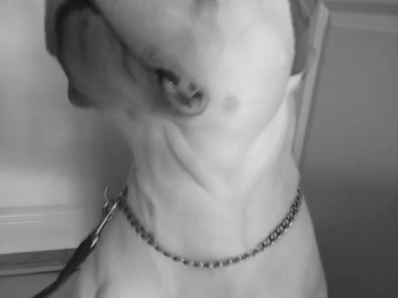 Billede 2 - XL Amr. Bully 