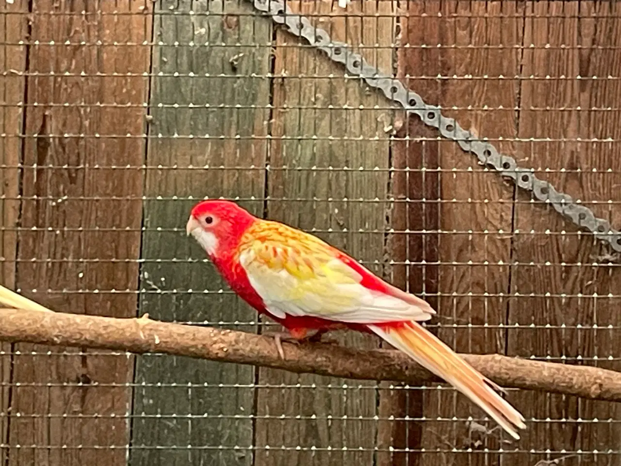 Billede 8 - Rosella lutino og rubino