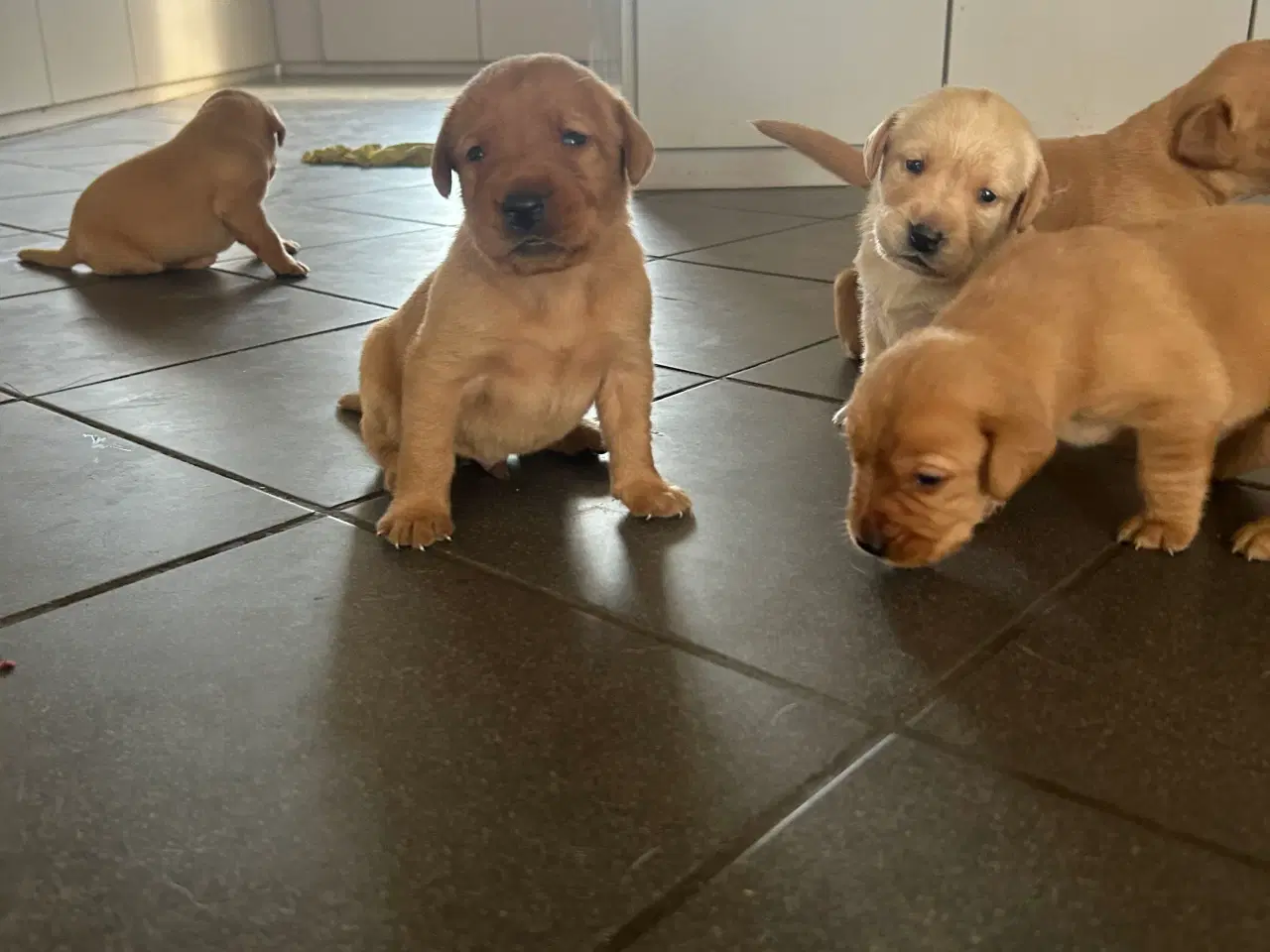 Billede 3 - Fox red Labrador hvalpe