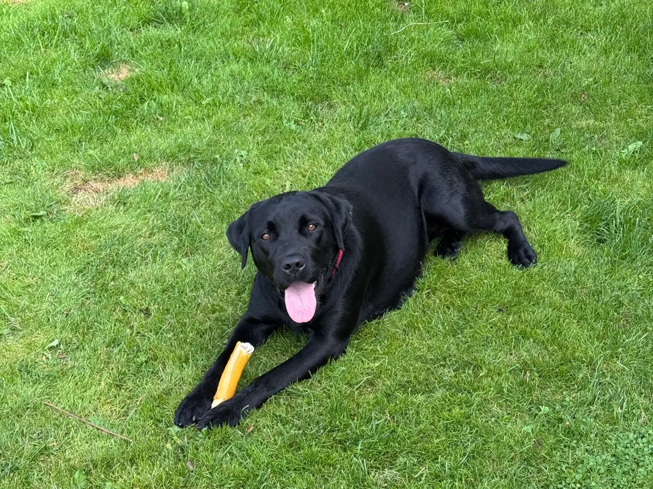 Billede 4 - Sort Labrador 