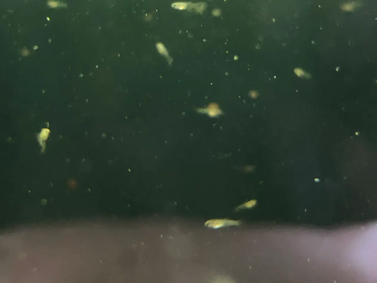 Billede 1 - ❤️🐟 Rednose Dumbo Guppy – Smuk Kontrast (unger)