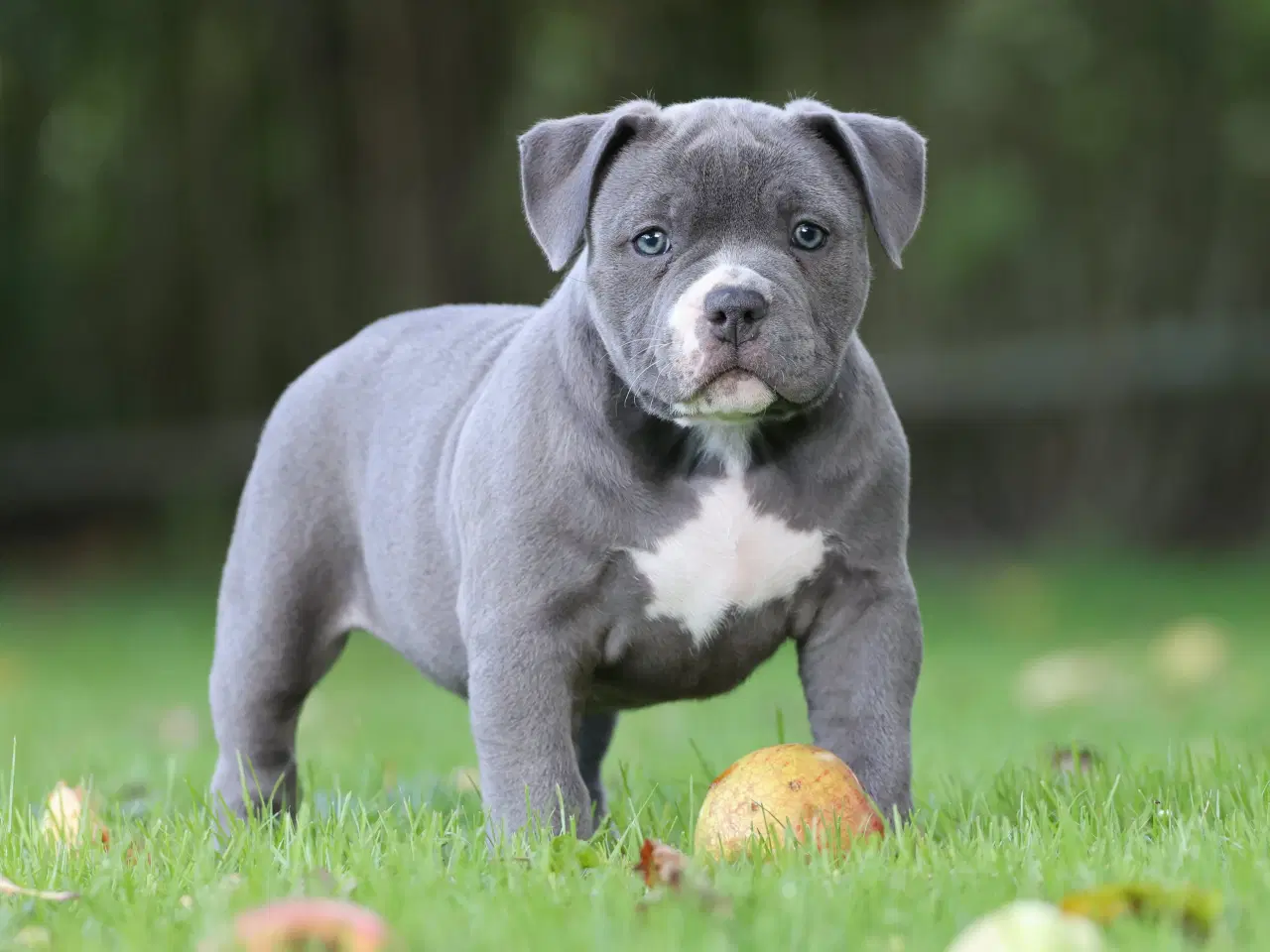 Billede 3 - American Bully