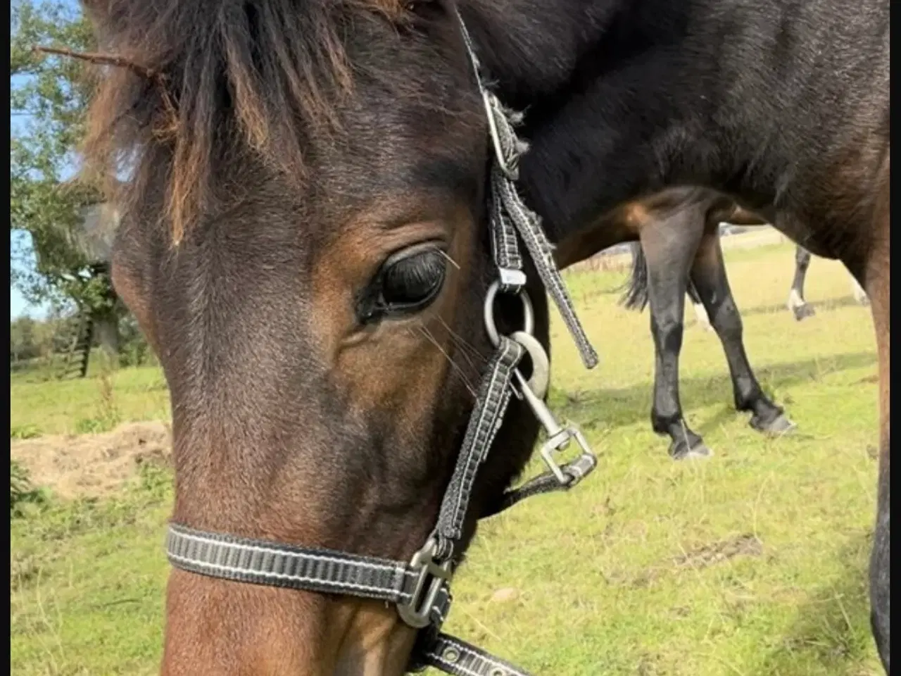 Billede 1 - Hoppeføl new forest sælges 