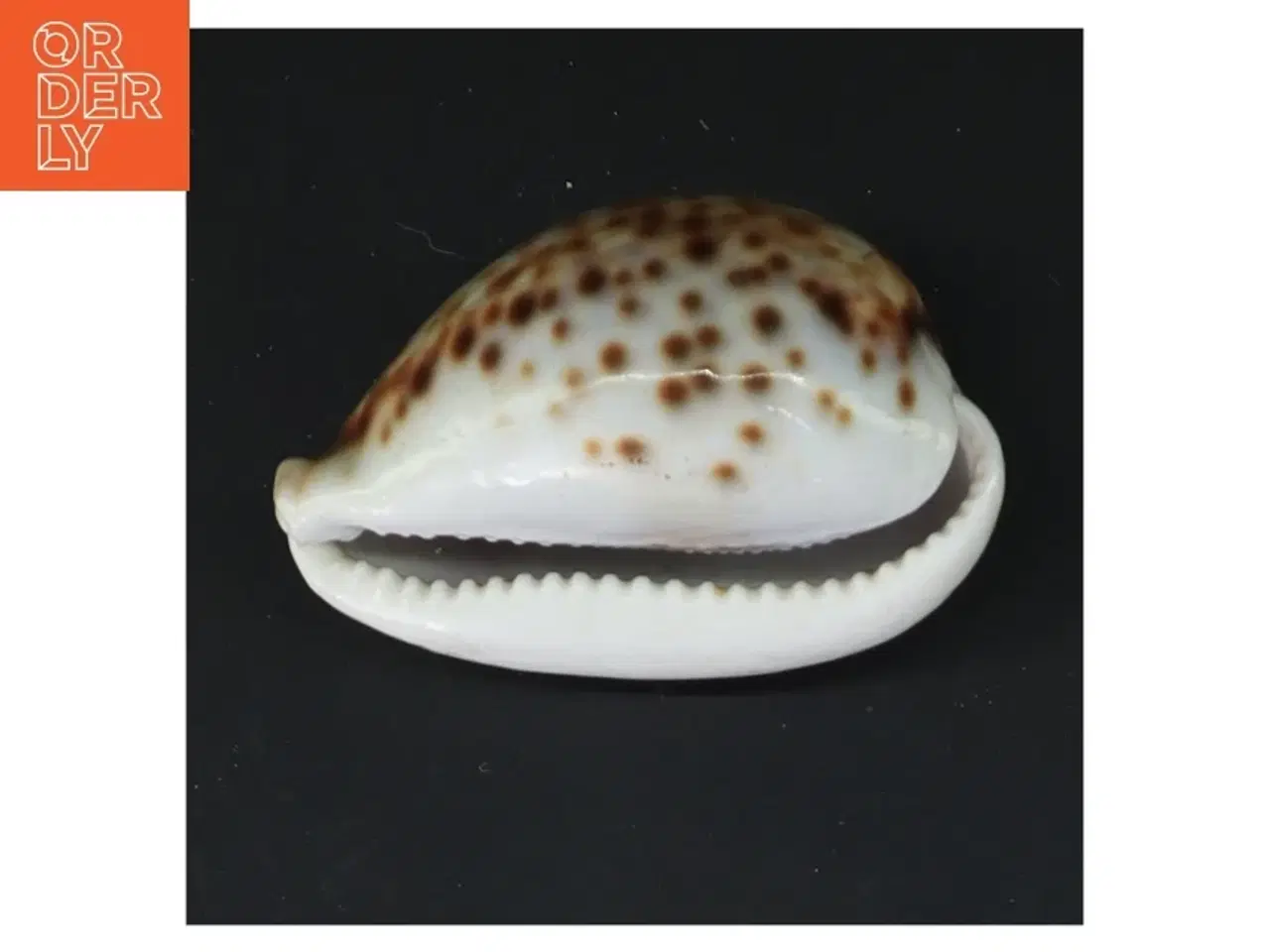 Billede 1 - Sneglehus (str. 8,5 cm)