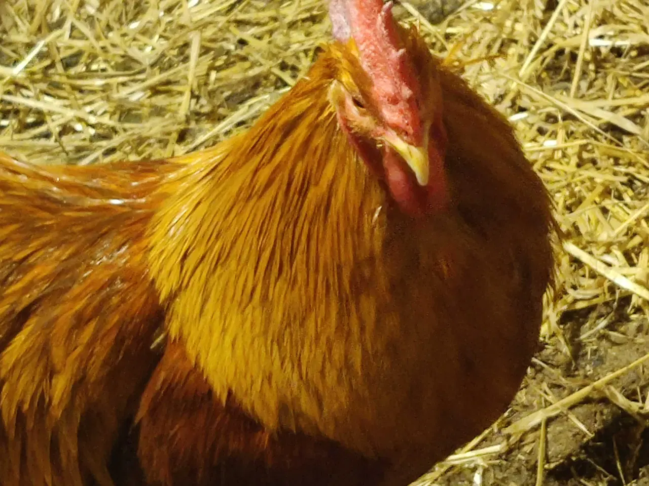 Billede 4 - Rugeæg af racerene høns 