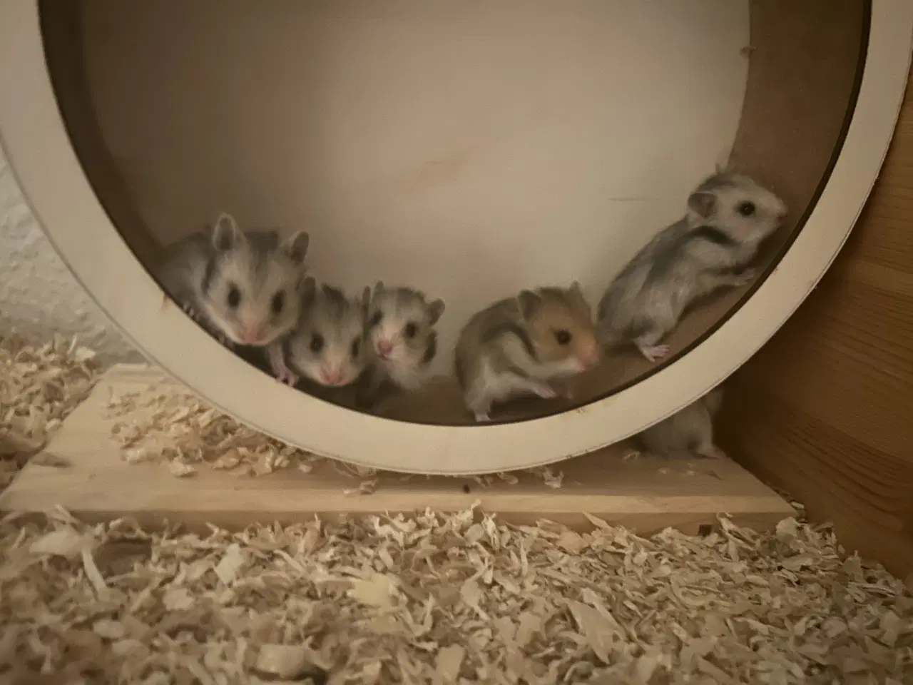 Billede 1 - Hamster unger