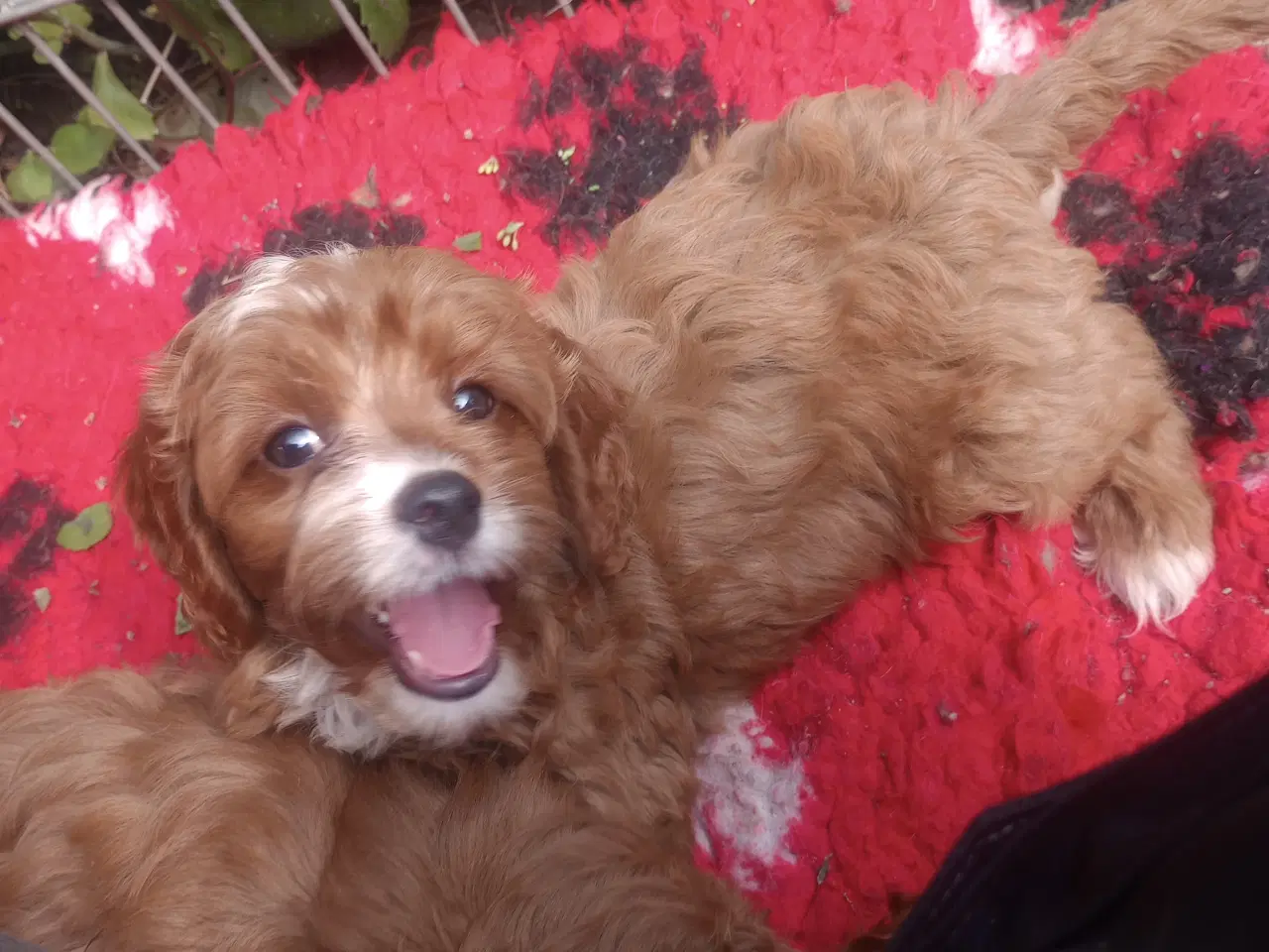 Billede 1 - cavapoo blanding