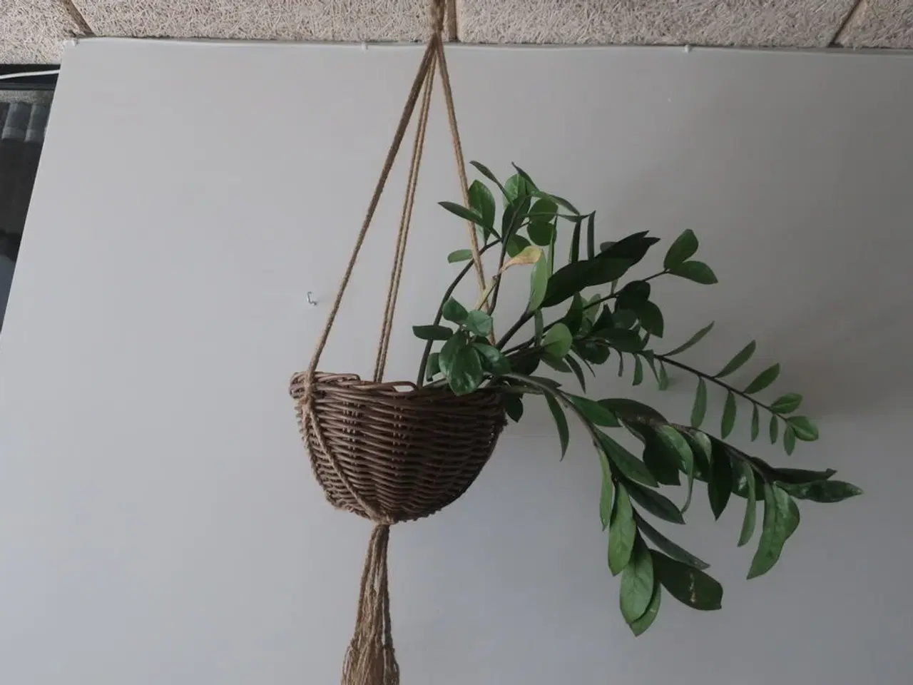 Billede 3 - Diverse planter i loftet m.m.