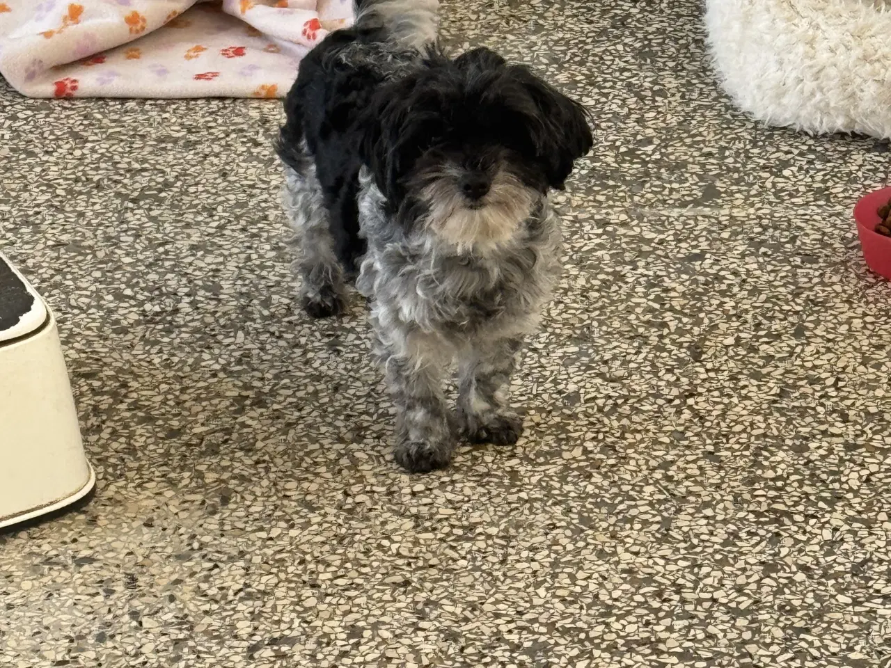 Billede 3 - 🐶Små Havapoo hvalpe til salg🐶