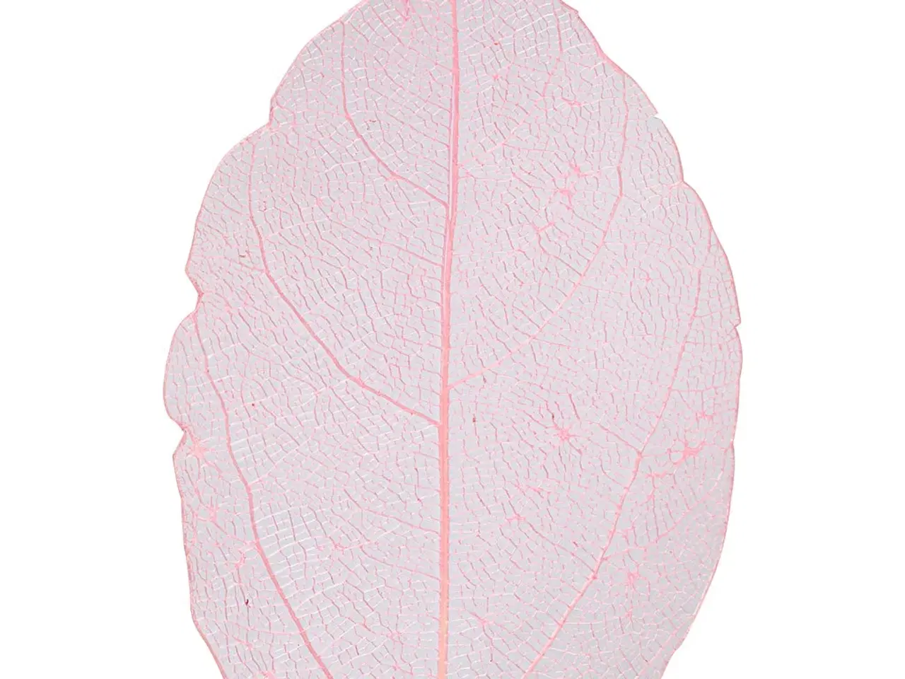 Billede 1 - Lyserøde Skeletblade, 20 stk. - 6-8 cm