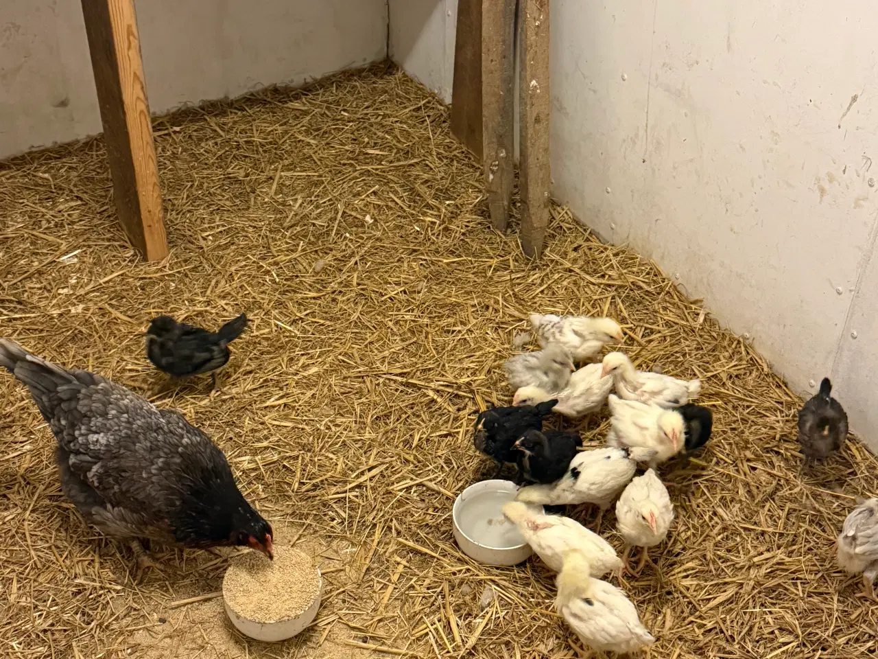 Billede 5 - Rugeæg fra blandede høns stor race