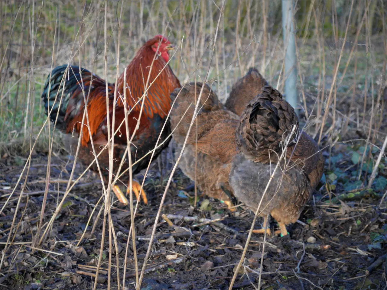 Billede 13 - høns avlstamm store Wyandotter guld-sortbåndet