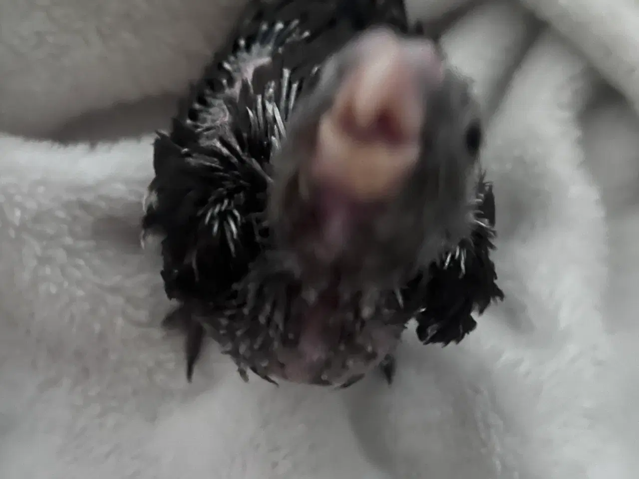 Billede 4 - 100 Tam nymfeparakit unge