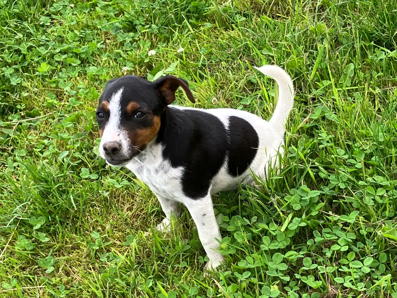 Billede 4 - Dansk Svensk Gårdhunde hvalpe