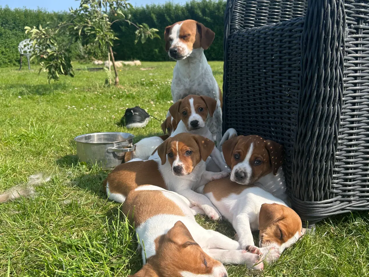 Billede 1 - Dansk svensk gårdhund hvalpe
