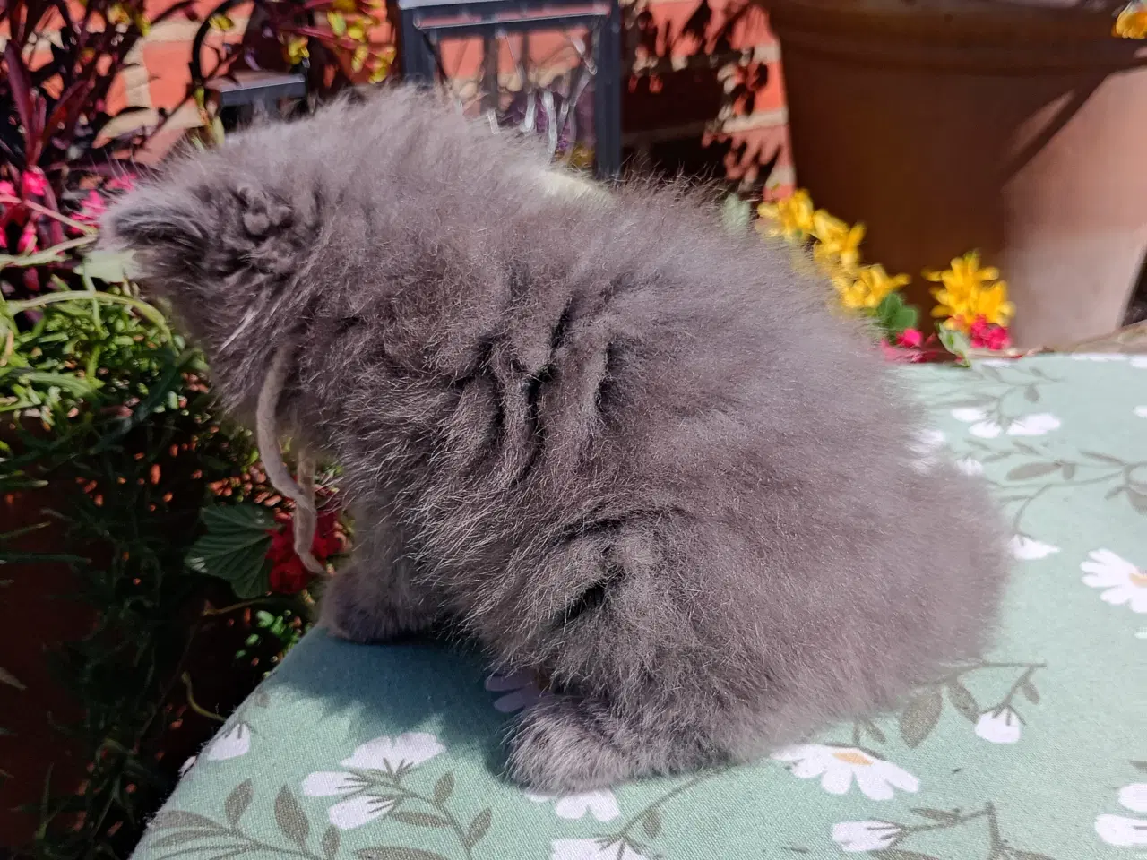 Billede 11 - British Longhair pige