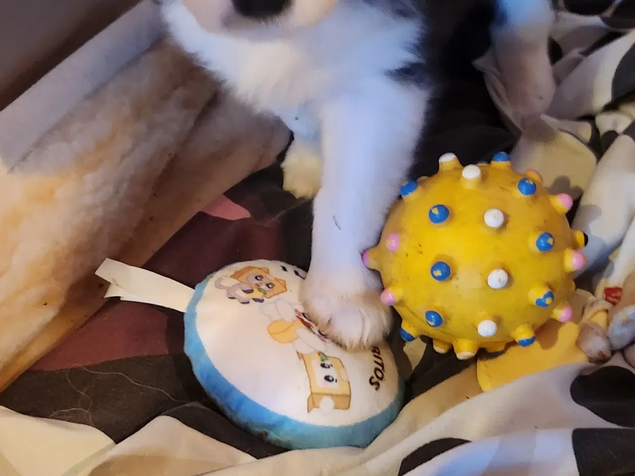 Billede 17 - Border collie/ Australien Shepherd mix