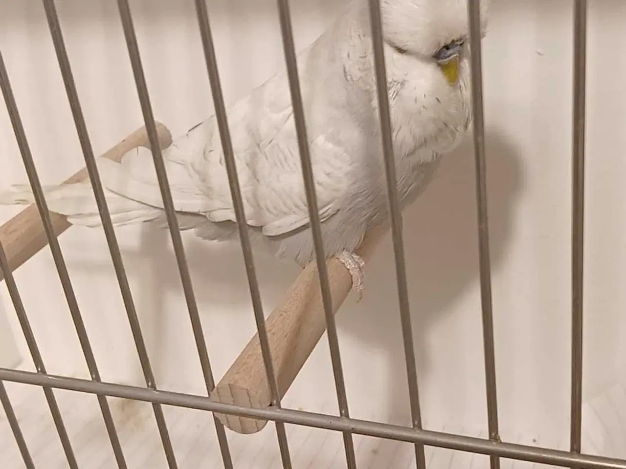 Billede 6 - 1 engelsk undulat han