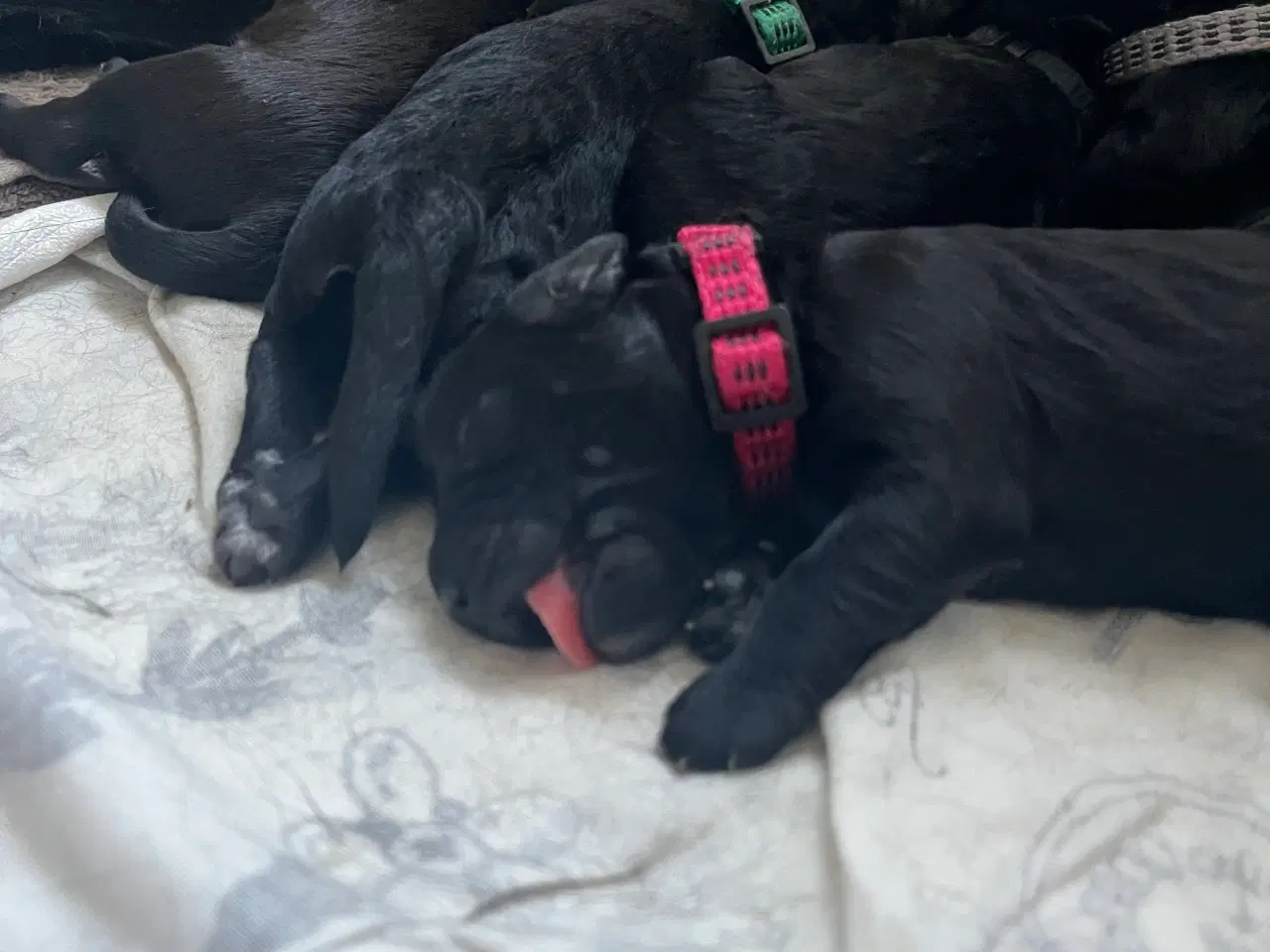 Billede 2 - Skønne labradoodle-hvalpe sælges