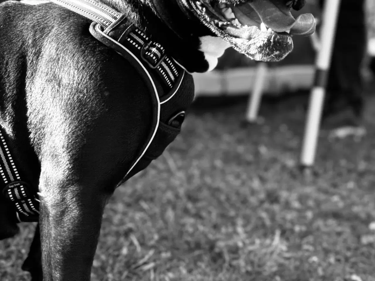 Billede 2 - Old english bulldog