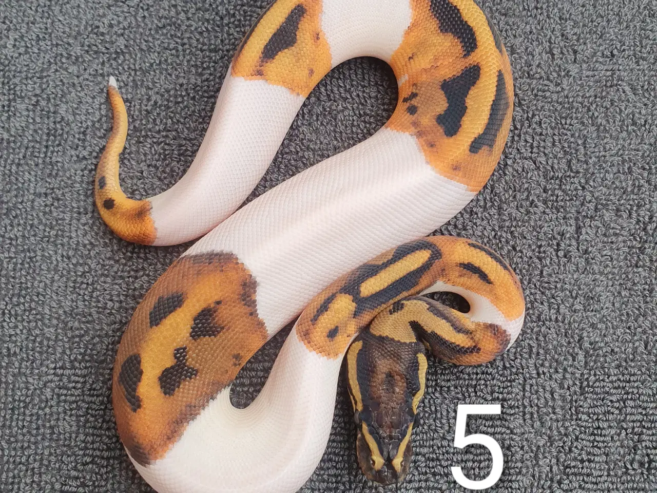 Billede 5 - Kongepython morfer pieds og andet