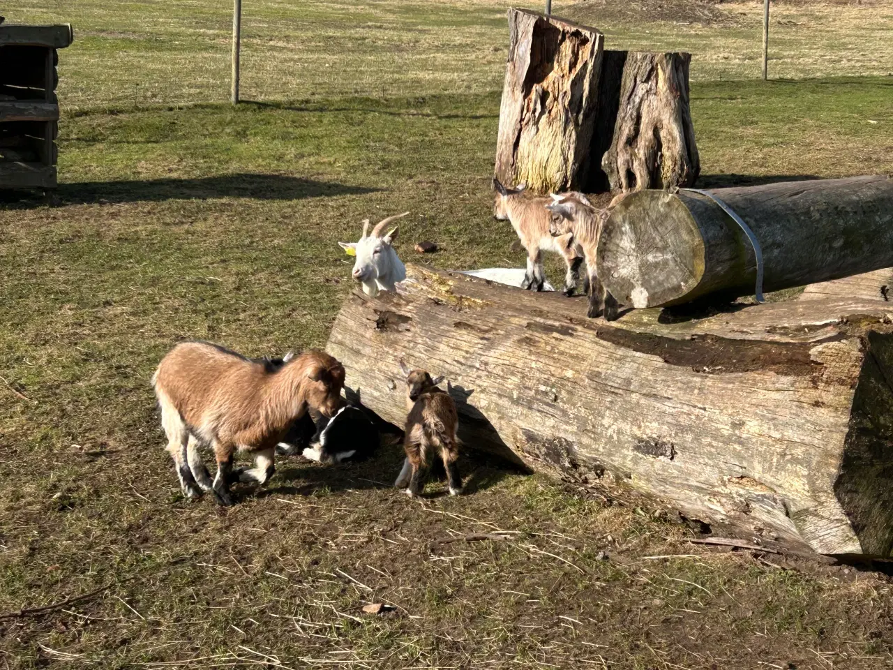 Billede 1 - Bukkekid fra foråret