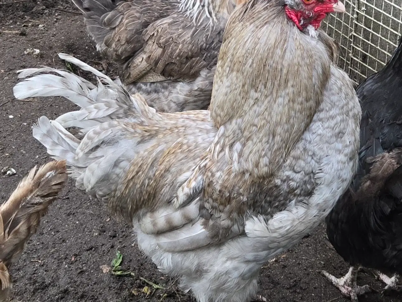 Billede 1 - Araucana hane 