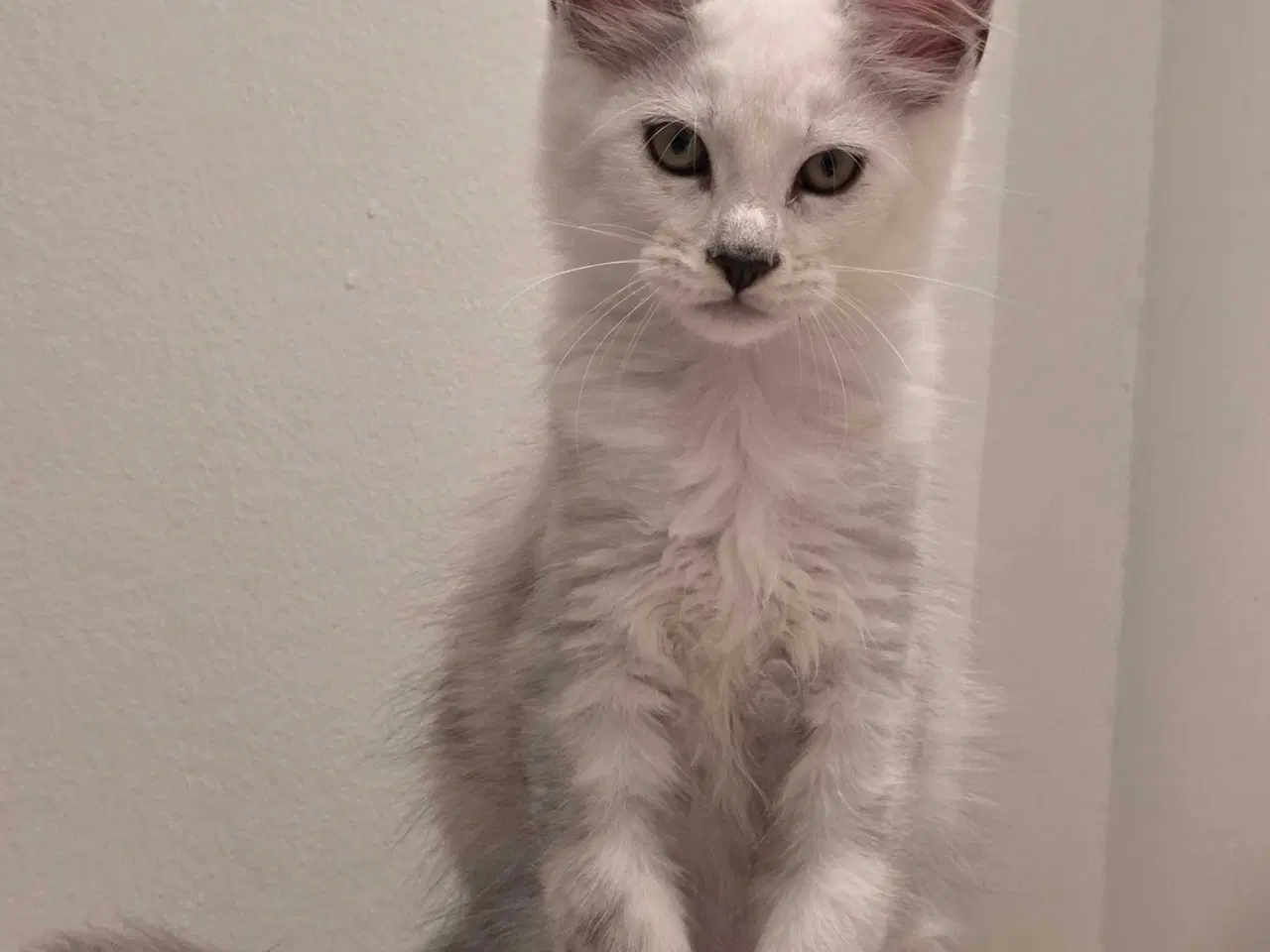 Billede 5 - Shaded dreng mainecoon