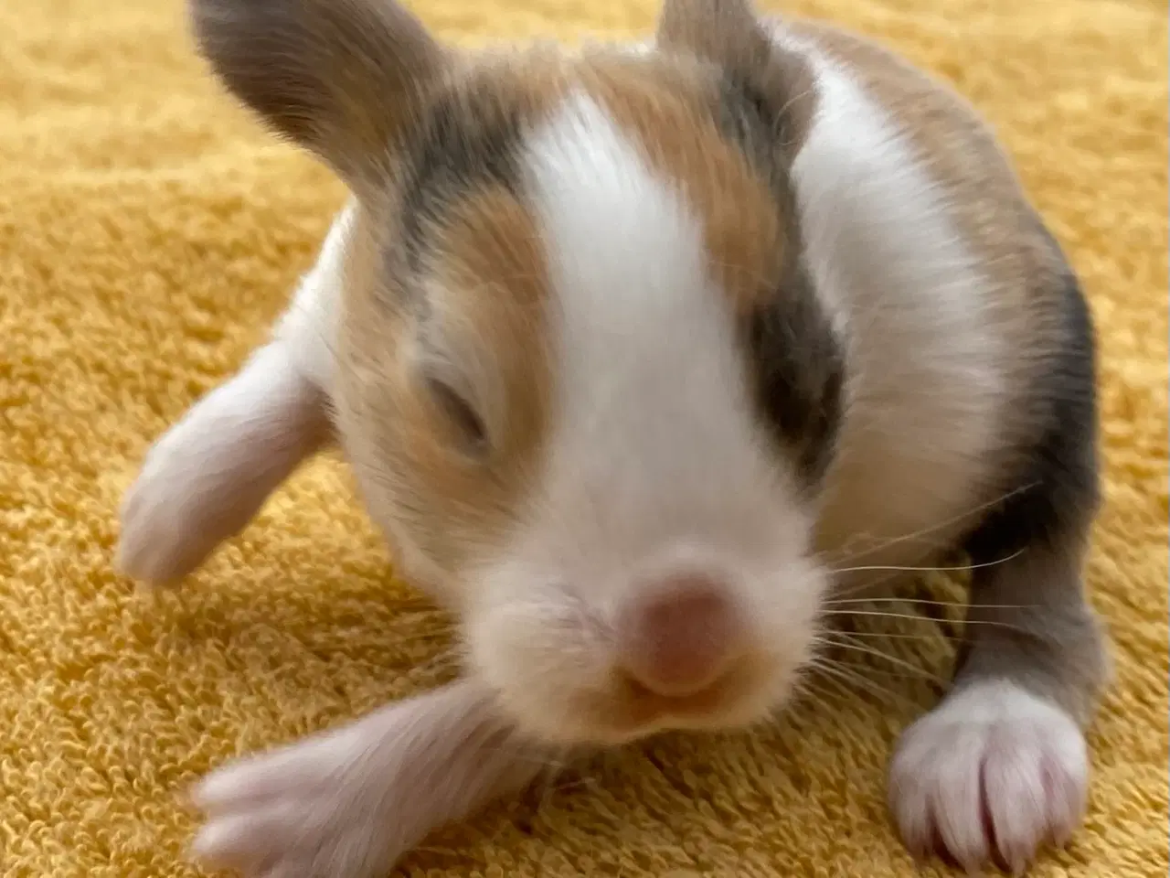 Billede 1 - HOLLÆNDER HAN JAPANER SORT/GUL