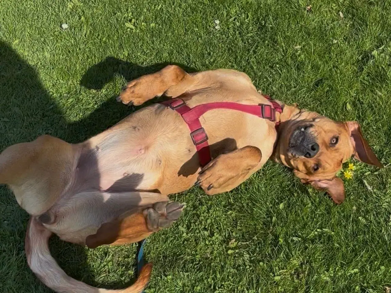 Billede 4 - Blandings hund sælges 