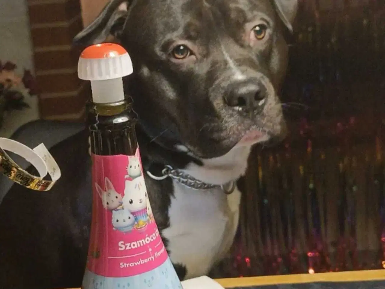 Billede 2 - Søger forever hjem 